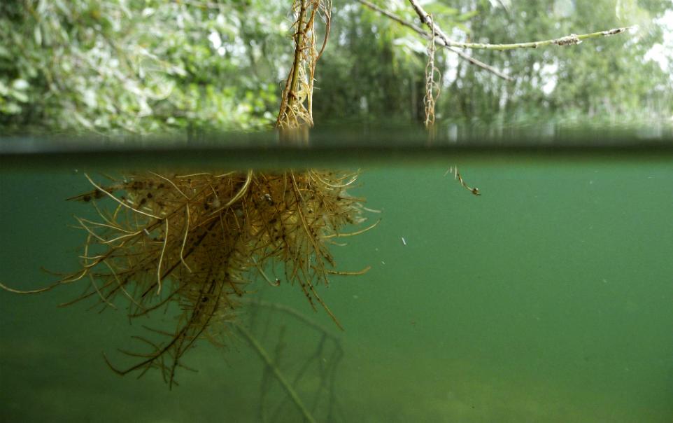 Rekentool voor opstellen waterbalans Miriam Collombon (STOWA- AWSA