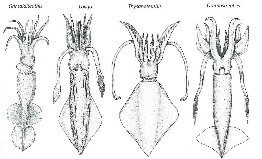 FIG. 2-1 - ANATOMIE