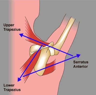 M Trapezius 2 Functie; bij gefixeerd hoofd en wervelkolom: - Gehele spier: retrotractie scapula - Pars descendens: elevatie, exorotatie scapula - Pars transversa: retrotractie scapula - Pars