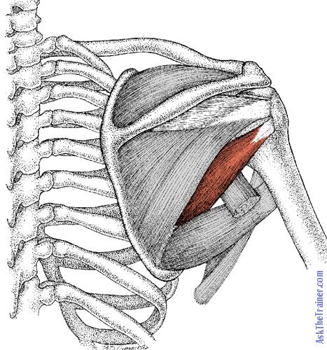 tuberculum majus, gewrichtskapsel F: