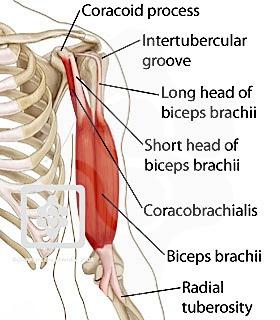 1: Biceps brachii, caput breve, kortekop O: Processus Coracoideus I : Tuberositas