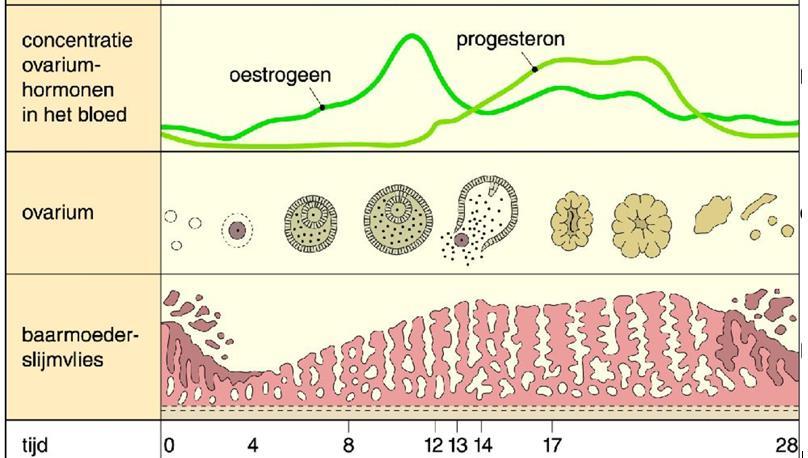 3.3 Luteale fase 3.3.1 Verloop concentratie oestrogeen en progesteron in de luteale fase Oestrogeen en progesteron blijven gedurende de luteale fase vrij hoog.