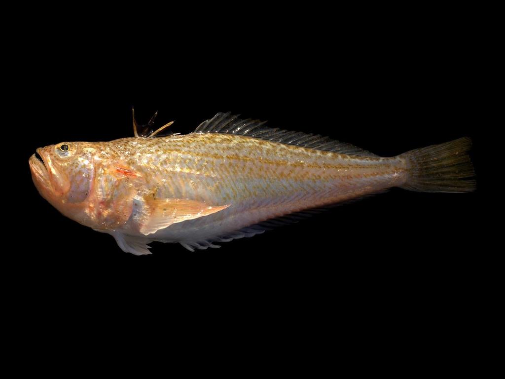 Kleine pieterman Echiichthys vipera 10 tot 18 cm Kleine vis, leeft in ondiepe wateren en op zandbanken, waar hij zich ingraaft.
