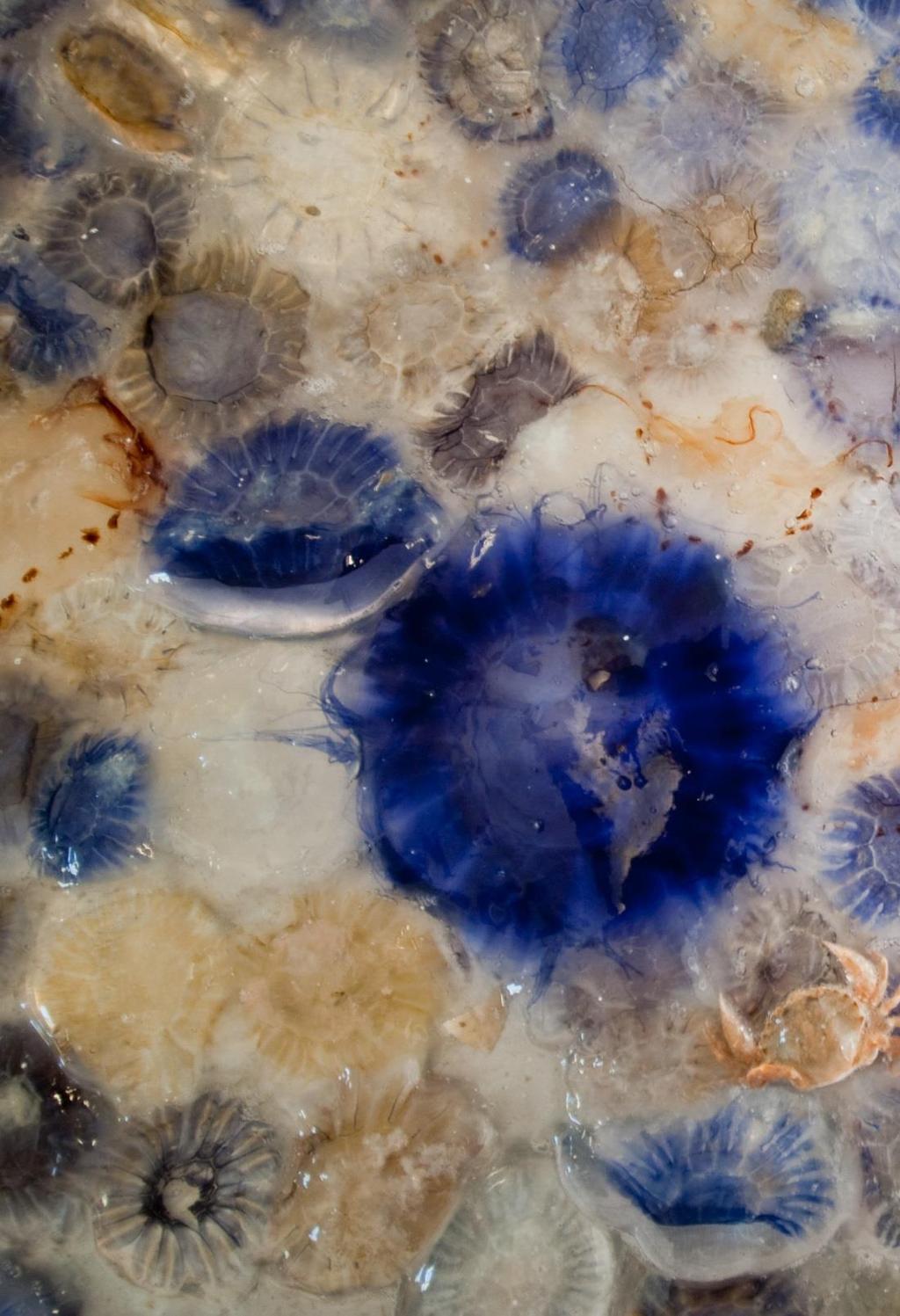 Blauwe haarkwal Cyanea lamarckii schijfkwal 5 20 cm Winter-lente-(zomer) Doorschijnend of blauwe kleur. De hoed is veel vlakker dan bij de zeepaddenstoel.