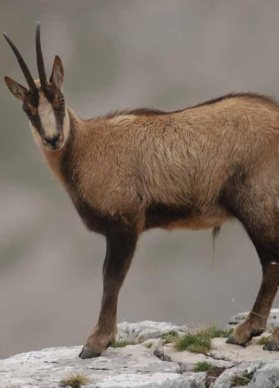 GEMS De grote onbekende Gems wordt in de volksmond ook wel een berggeit genoemd, maar is een eigenlijk een antilopensoort die onder andere in de Tiroolse Alpen leeft. Ze wegen ongeveer 40-45 kilo.