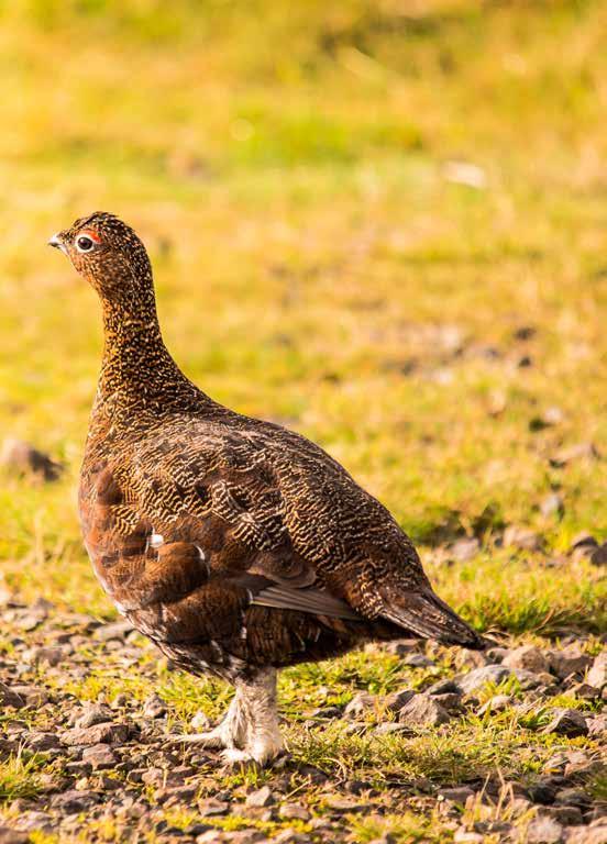 GROUSE Onbekend maar niet onbemind De grouse is vooral afkomstig van de Schotse Hooglanden en heeft de sterkste wildsmaak van al het gevogelte.