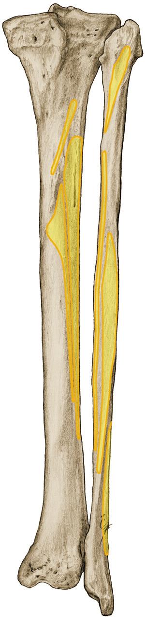 Achterste lange teen- en spronggewrichtsspieren 1 7.J Onderbeenspieren (achterste lange spieren van tenen en spronggewricht), oorsprong op tibia en fibula, achteraanzicht. 0 M.