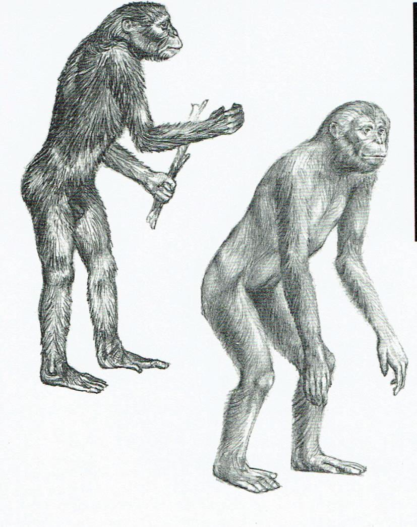 Uit Dryopithecus ontwikkelden zich met het kouder wordende klimaat circa 18 à 16 miljoen jaar geleden nieuwe soorten waaronder de Ramapithecus, de voorouders van de aap.