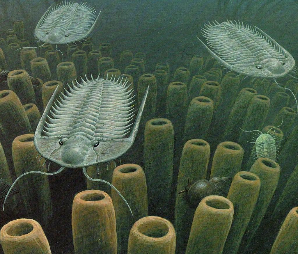Trilobieten waren zeer gespecialiseerde organismen met een hard skelet. Onderaan zijn sponsenkolonies weergegeven en een slak. (J.