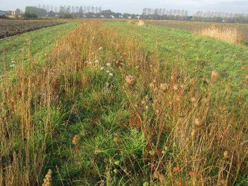 meerjarig gras naast insectenrijke zones