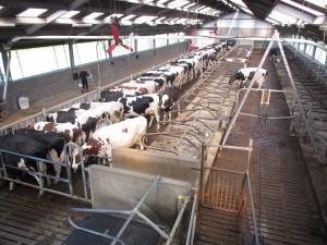 Gemiddeld bieden de koeien op het bedrijf in kwestie zich 5,2 keer per dag aan bij de eerste selectiepoort, maar er zijn uitschieters die dat tot 21 (!) keer per dag doen.