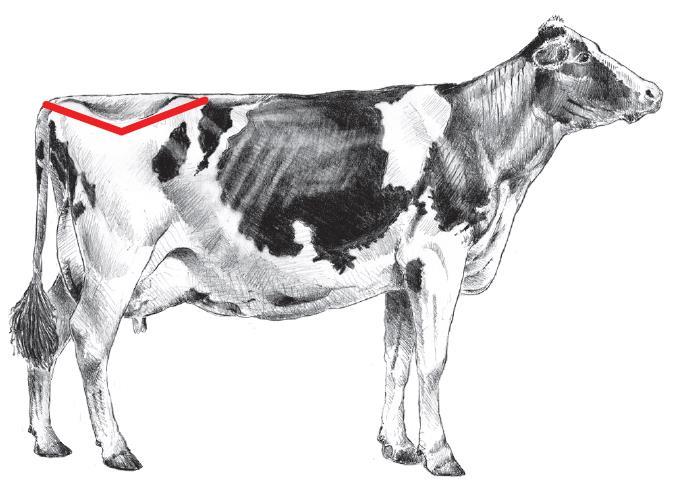 III. Lichaamsconditiescore (aangepast van Elanco Animal Health, 2009) Lichaamsconditiescore (BCS) bij melkvee op een 5-puntsschaal Bekijk de achterhand in zijaanzicht langs rechts Bekijk de vorm van