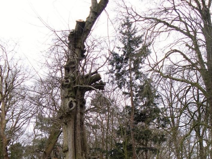 Markestenenroute Enschede 78 km 1 Viermarkenlinde Viermarkenlinde De Viermarkenlinde staat op het kruispunt van vier voormalige marken: Lonneker, Esmarke, Twekkelo en Groot Driene.