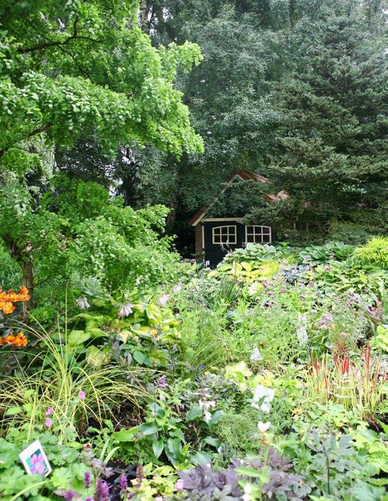 GERRIE VEENSTRA Een deel van de enorme collectie planten. Het schaduwdeel van de tuin, met onder meer varens. groei. De bekende Hosta sieboldiana Elegans wil graag halfschaduw.