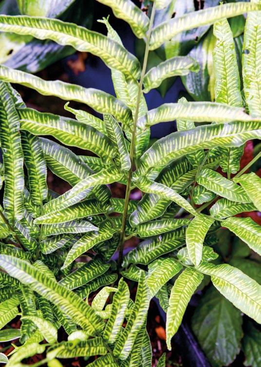 DE KWEKER GERRIES FAVORIETEN Begonia luxurians De palmbegonia is een buitenbeentje!