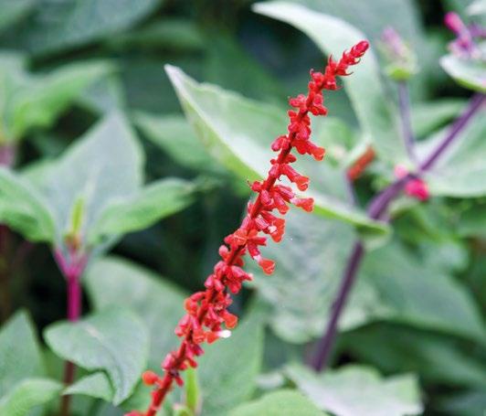 Hoogte: tot 150 cm; bloei: juli-nov. Zon. Podophyllum Spotty Dotty Een niet-alledaagse verschijning. Het prachtig gevlekte blad kan het formaat van een ontbijtbord krijgen.