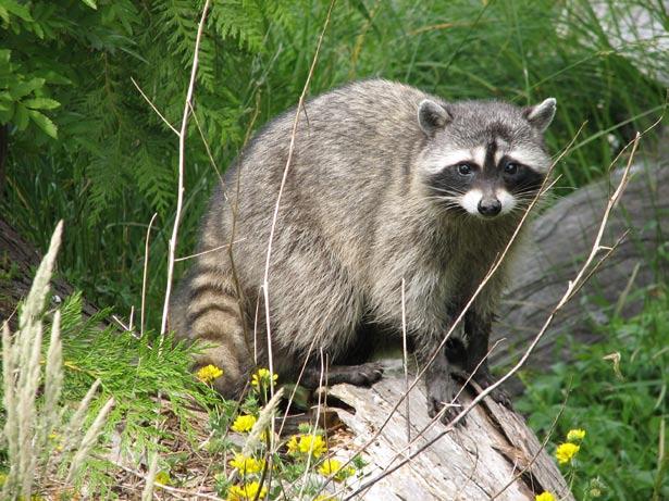 Gezocht: exotische zoogdieren Zoogdiervereniging VZZ houdt zich niet alleen bezig met onze inheemse zoogdieren. Samen met andere VOFF partners en www. waarneming.