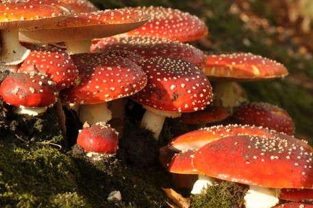 Mooi.? Jezus Christus wat mooi...mompelde ik in mezelf. Op de fiets reed ik vlak langs een enorme heksenkring van paddenstoelen.