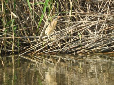 Terwijl we genoten van een gloedvolle zonsopkomst kregen we diverse interessante vogels in het vizier zoals Dwergstern, de Witvleugelstern die zijn naam echt waar maakte, de Zwarte Stern, Kemphanen