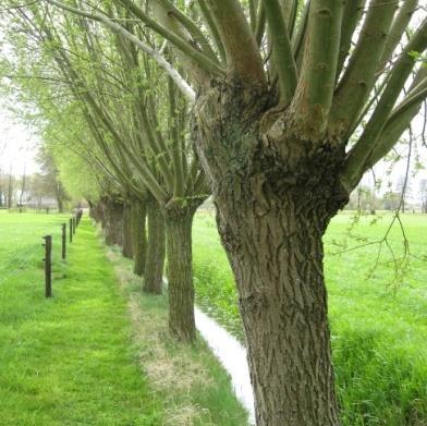 10. Knotbomen : Langs de perceelsgrens, achterzijde erf (zie tekening) : Circa 20 meter : Onregelmatig, minimaal 6 meter uit elkaar : 3 stuks : Zwarte els : 250-350 cm lengte Aanleg en beheer : Zie