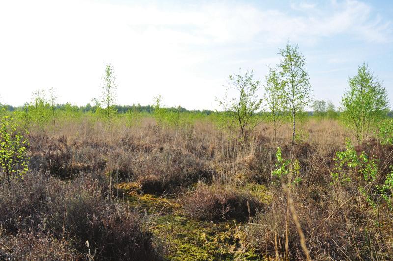 Broedvogels van het Oosterbos in 2013 5.