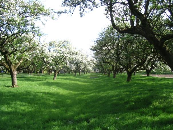 Historische achtergrond: Hoogstamboomgaard Al vele eeuwen wordt in Nederland fruit geteeld in hoogstamboomgaarden. Aanvankelijk waren het vooral kloosters, kastelen en landgoederen.