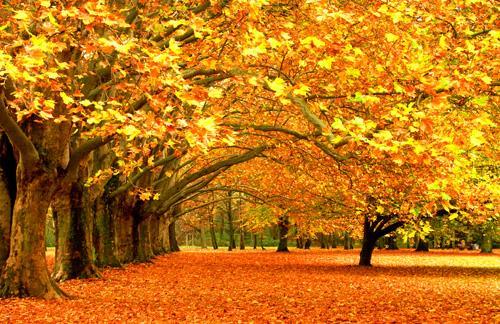 De herfst blaast op den horen De herfst blaast op den horen, en t wierookt in het hout, de vruchten gloren.