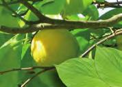 CITROEN Citrus limonum Rutaceae Verse schil Mechanische koude persing Limoneen, bètapineen, gammaterpineen De citroenboom is een kleine boom van 2 à 4 m hoog die men in het ganse Middellandse