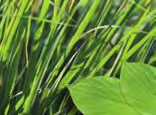 CITRONNELLA (JAVA) Cymbopogon winterianus Poaceae Bovengrondse kruid Geraniol, methyl-iso-eugenol, limoneen De citronella van Java is een grote, overblijvende grassoort die bosjes vormt.