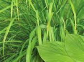 LEMONGRASS Cymbopogon citratus Poaceae Bovengrondse kruid Geranial, neral, geranylacetaat Lemongrass, ook gekend als Indische verbena, is een grote, overblijvende grassoort (1,8 m) met stijve