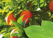 SINAASAPPEL, ZOETE - of ORANJESCHIL Citrus sinensis Rutaceae Verse schil Mechanische koude persing Limoneen De zoete sinaasappelboom (3 à 10 m) behoort tot de meest gekweekte boomsoorten ter wereld