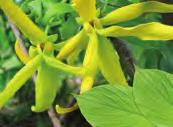 YLANG YLANG COMPLET Cananga odorata Anonaceae Bloemen Germacreen-D, bètacaryofylleen, benzylacetaat, benzylbenzoaat, linalool De ylang ylang is een groenblijvende boom die afkomstig is uit Indonesië