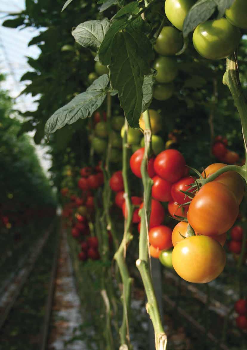 hoofdstuk 3 Producten tomaten trostomaten, tros-cocktailtomaten vleestomaten, coeur de boeuf natuurlijk gerijpt voor de consument Sinds de tweede helft van de jaren 90 heeft de Nederlandse