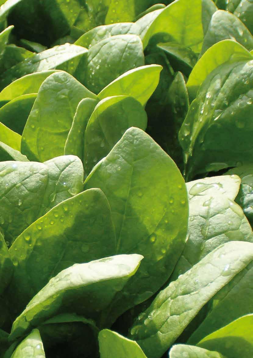 hoofdstuk 3 Producten spinazie kwaliteit en versheid Spinazie is een veelzijdige groente die je rauw in salades kunt verwerken of heerlijk kunt spinazie wokken,