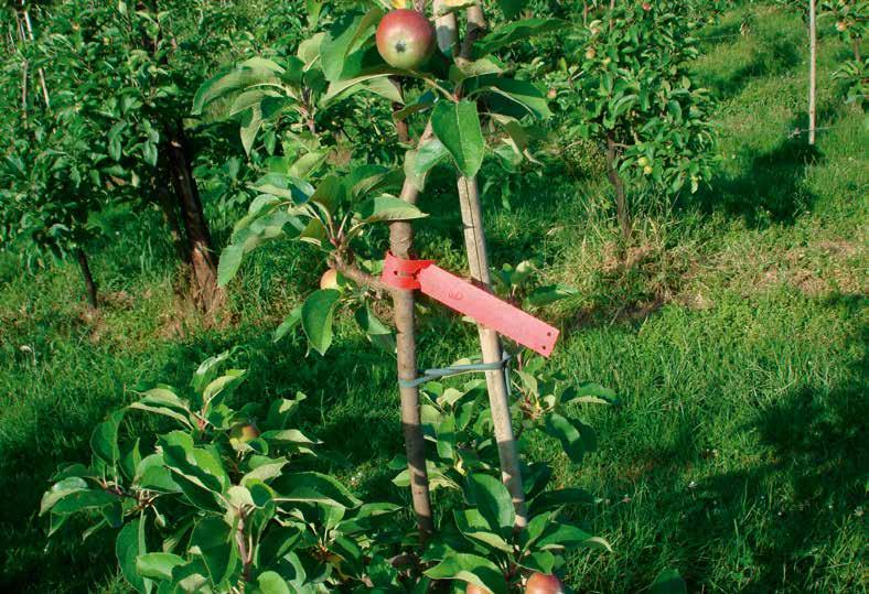 Herinplant bij Kanzi appel, Pcfruit, Proeftuin pit- en steenfruit, Sint-Truiden, België, 2008-2011 8 Resultaten bewezen in verschillende proeven: Appelbomen die bij de aanplant extra DCM VIVISOL in