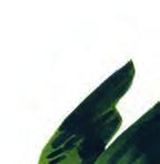 Turdus stopt snel een groene en een rode bes in zijn bek. Dan vliegt hij golvend naar de boom van zijn mama. Hij landt met zijn staart in de lucht bij de wortels van de boom.