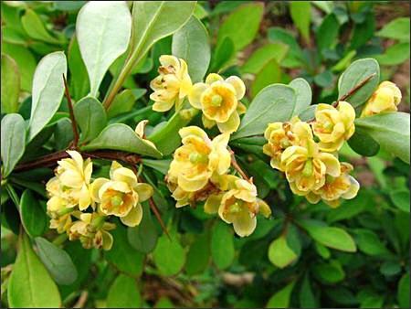 Berberis