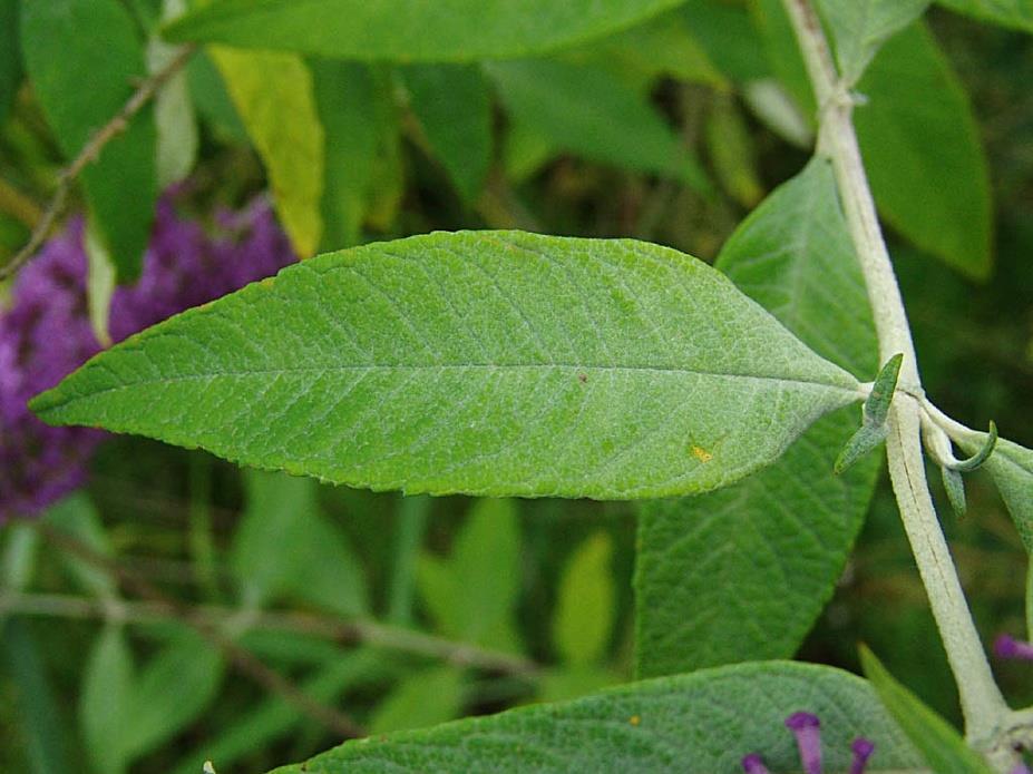 Buddleja davidii Lang