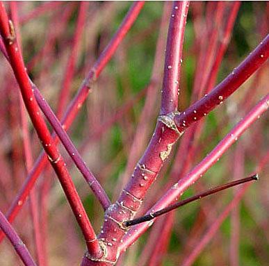 Cornus alba Aanliggende, grijsbruine knop