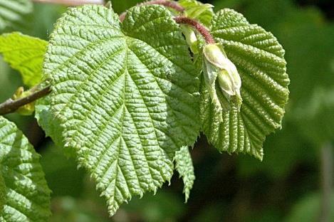 Corylus avellana Spitse punt Rond-ovaal