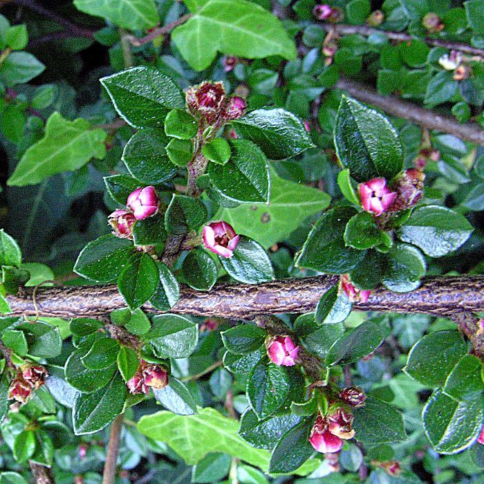 Cotoneaster