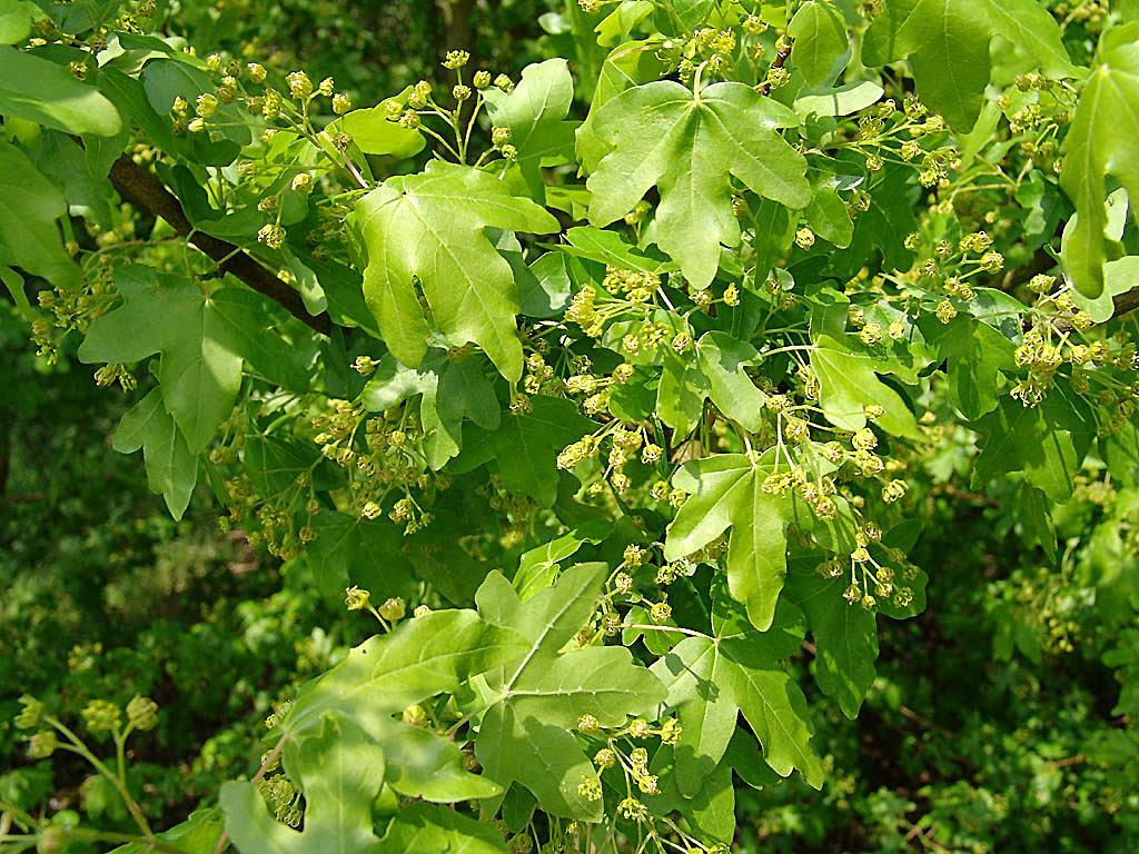 Acer campestre Kleine