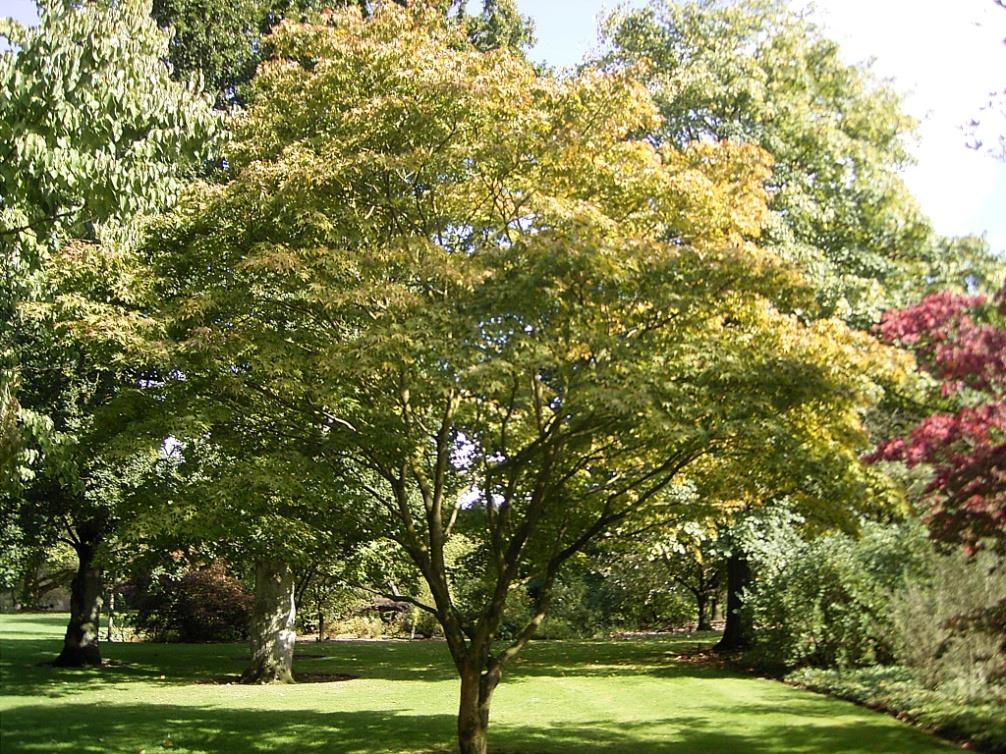 op het handvormige blad Grote