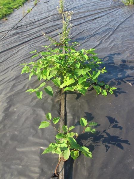 Vervolgens is de locatie jaarlijks gecontroleerd op eventuele beschadigingen van het doek en op hergroei van de plant door of onder het folie vandaan.