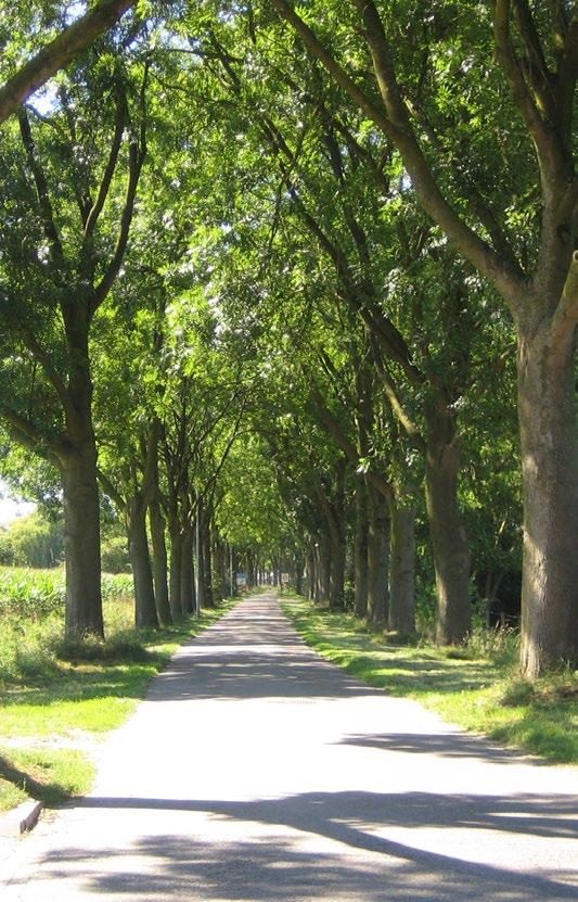 Groene entrees Maasbommel heeft een groen en landelijk karakter. Vanaf veel plekken in het dorp is er direct zicht op het achterliggende landschap en veel entreewegen hebben een groene uitstraling.