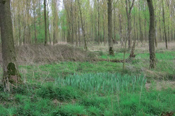 plaatsvinden maar in alle gevallen zullen de open landbouwgebieden een meer diverse en ruigere vegetatie krijgen.