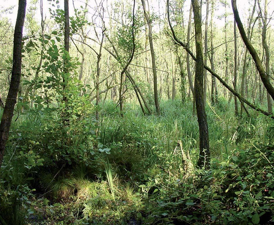 Hierdoor zal de ontwikkeling van broekbos op gang komen.