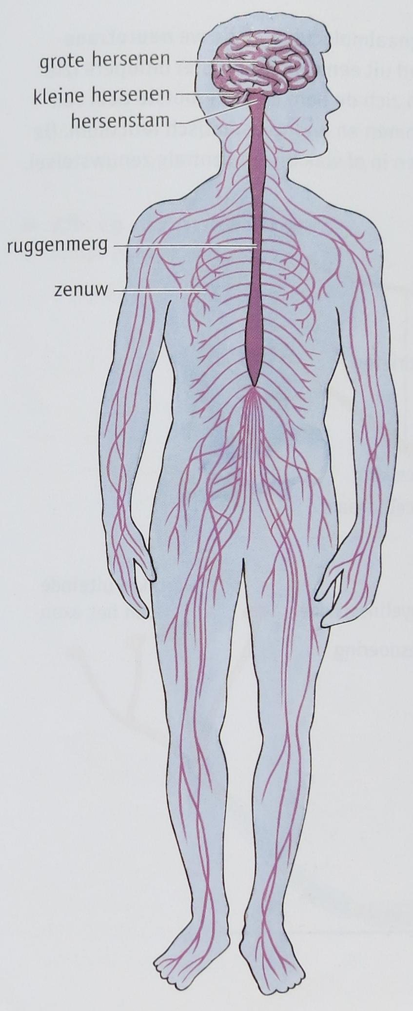 Basisstof 3 Het zenuwstelsel Als het zenuwstelsel ingedeeld wordt op basis van zijn bouw, dan bestaat het uit: a.