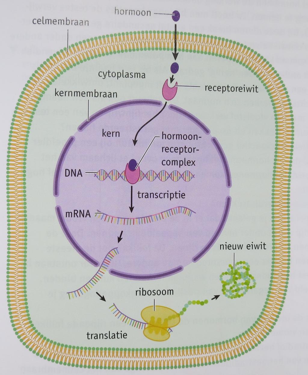 De hormonen zijn werkzaam in organen waarvan de cellen hormoonreceptoren voor het hormoon bezitten. Deze organen worden doelwitorganen genoemd.