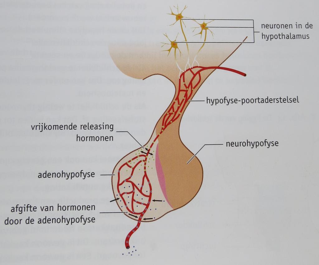 De hypothalamus werkt op 2 manieren: 1. Bepaalde zenuwcellen in de hypothalamus geven direct hormonen af aan het bloed.
